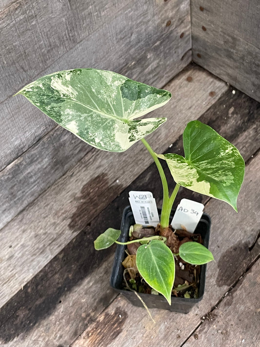 Alocasia Macrorrhiza Variegated AD34