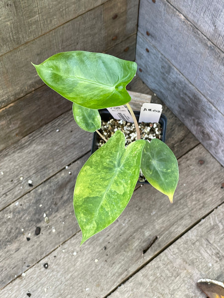 Alocasia Pink Dragon Aurea Variegated