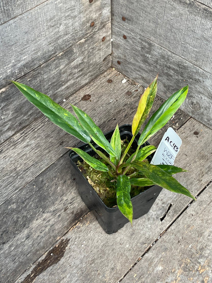Philodendron ‘Fire Tiger’ Caramel Marble AC43