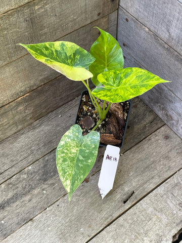 Alocasia Gageana Aurea Variegated AE18