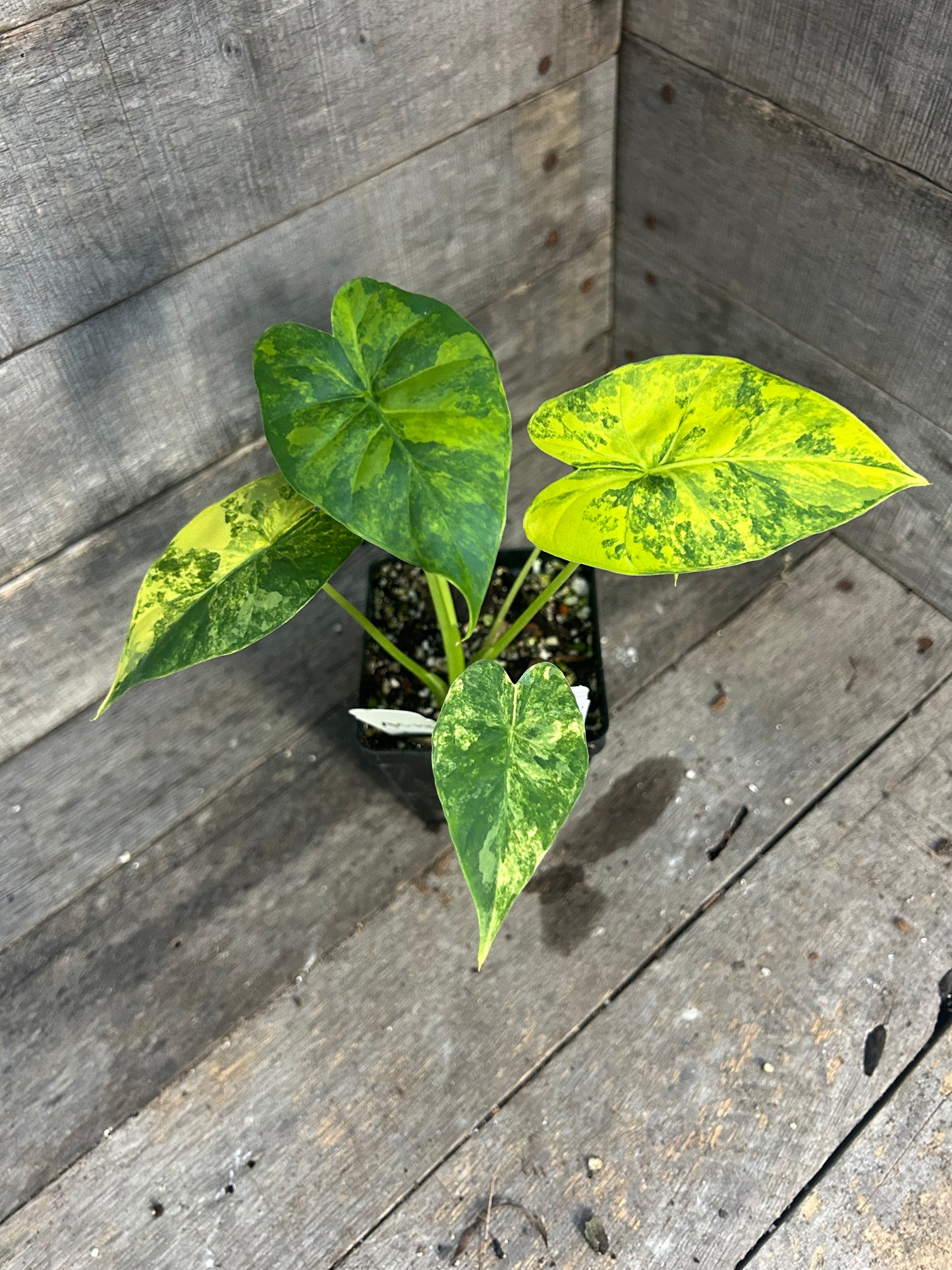 Custom Order- K. Awai