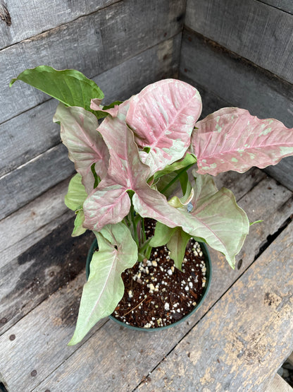 Syngonium Double Pink AA06