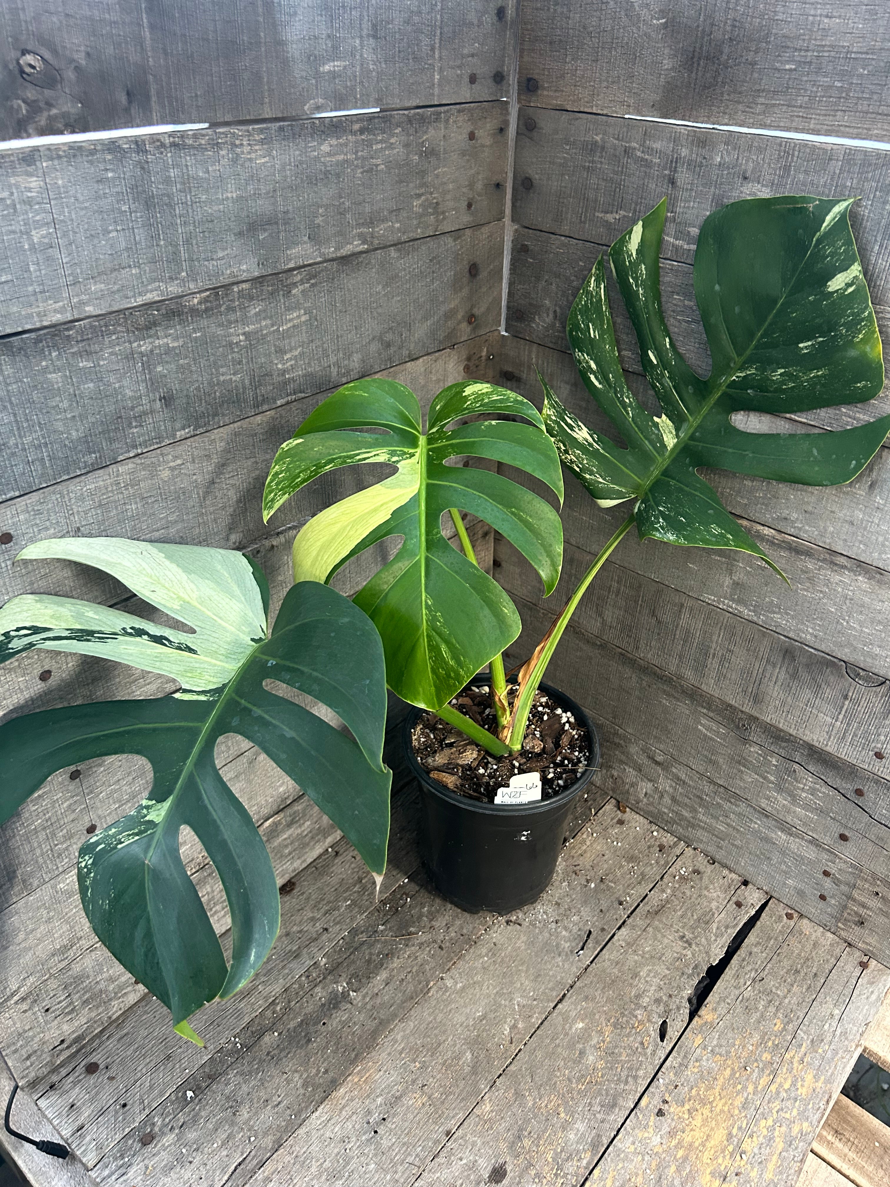 Monstera Deliciosa Mint Variegated – Wall of Plants