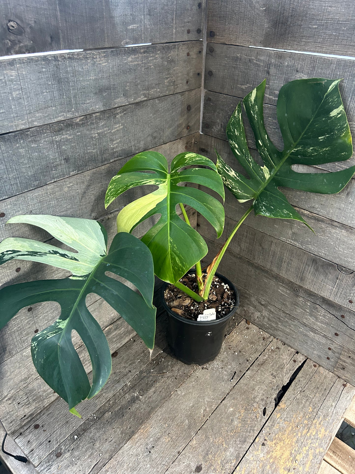 Monstera Deliciosa Mint Variegated AD66