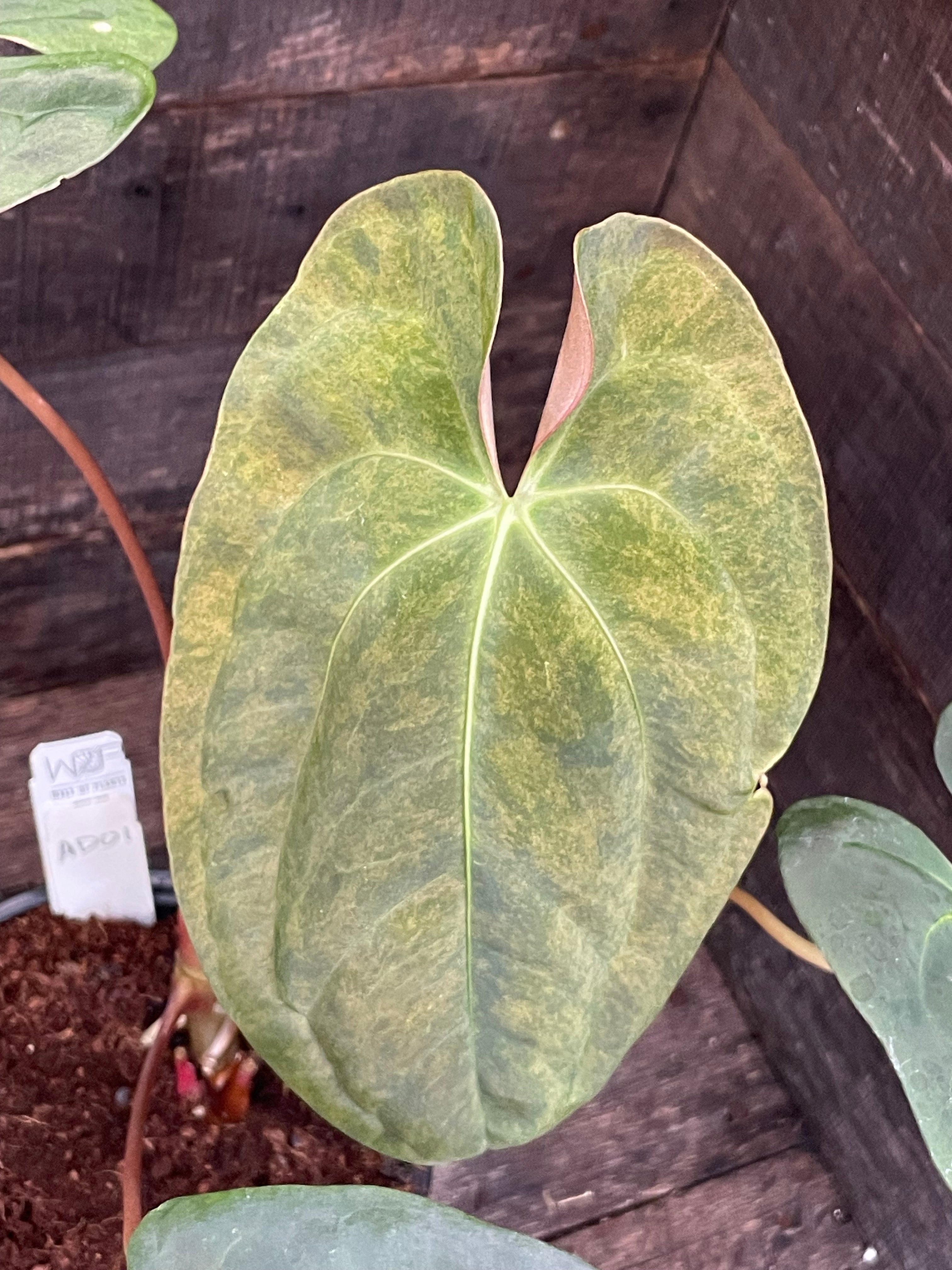 Anthurium Papillilaminum x Blue Papillilaminum Variegated – Wall