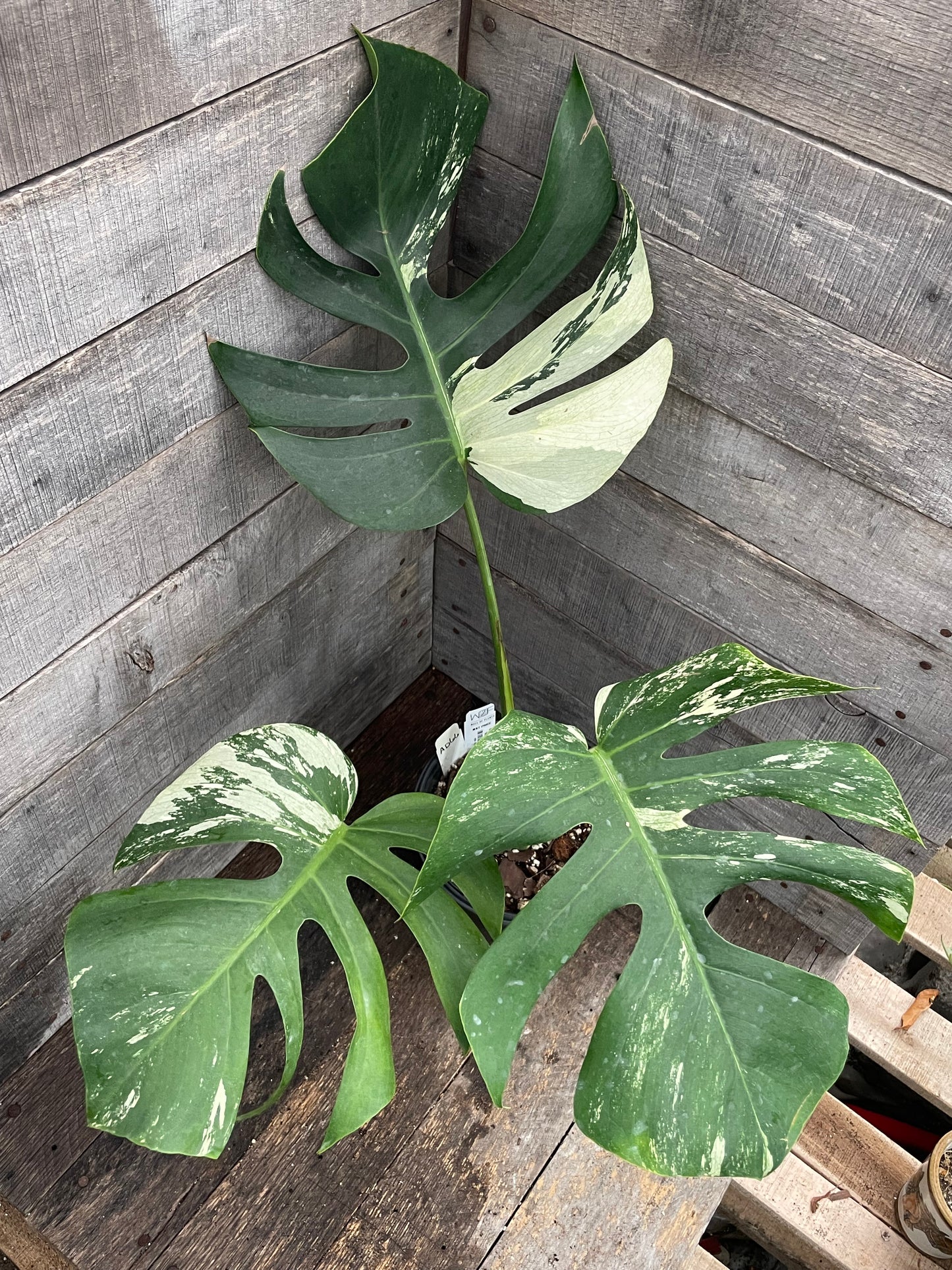 Monstera Deliciosa Mint Variegated AD66