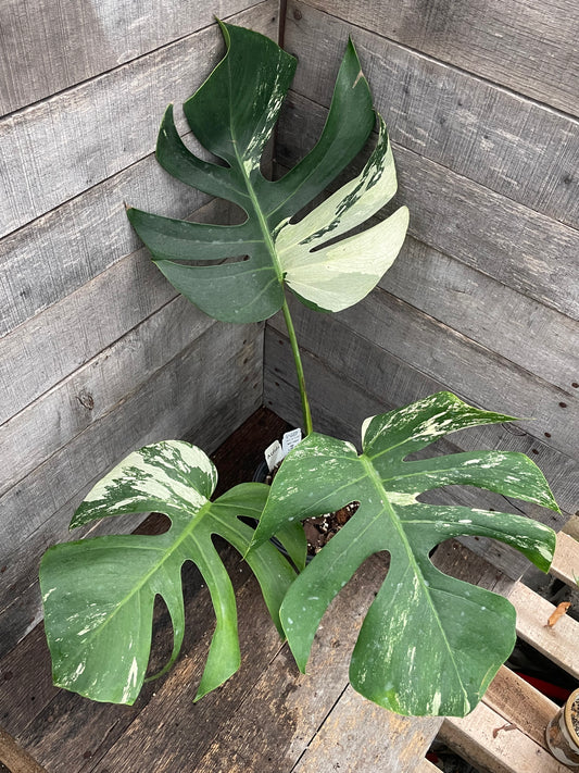 Monstera Deliciosa Mint Variegated AD66