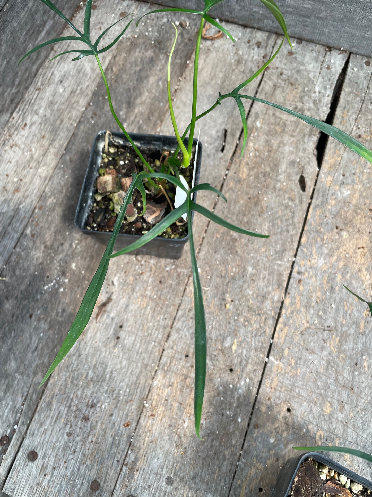 Philodendron Polypodioides AC49