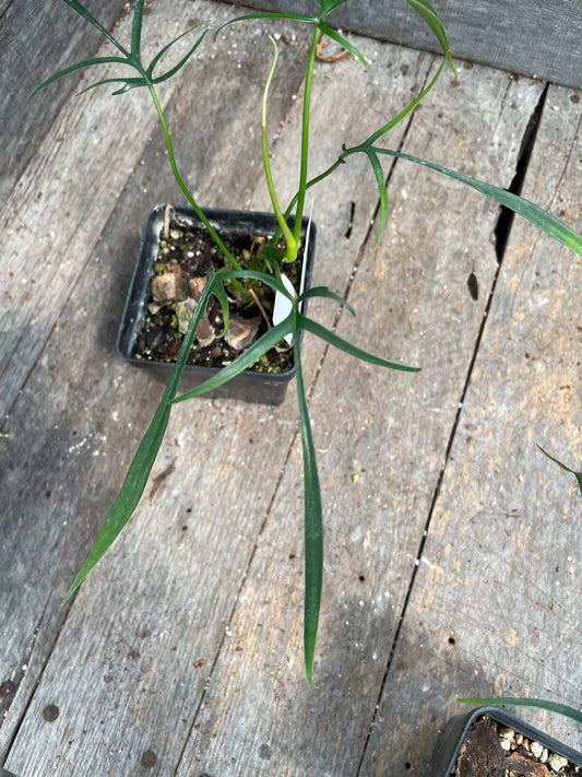 Philodendron Polypodioides AC49