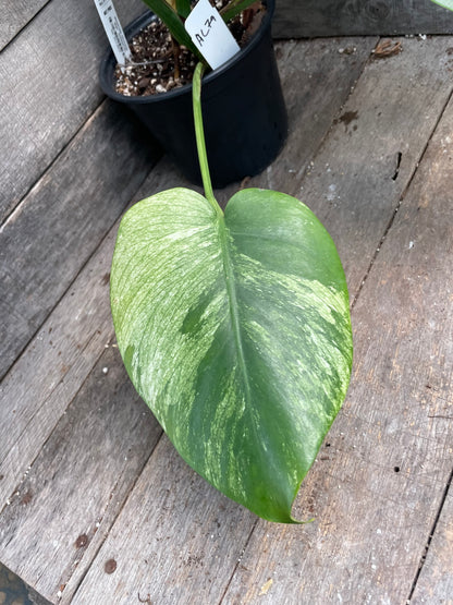 Monstera Deliciosa Mint Variegated AC79