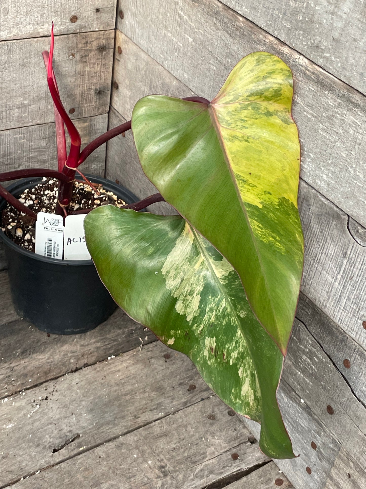 Philodendron Strawberry Shake AC15
