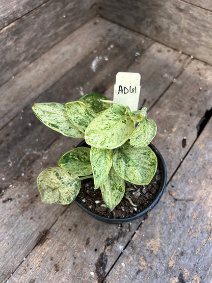 Scindapsus Marble Queen AD61