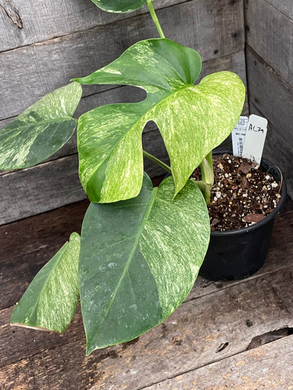 Monstera Deliciosa Mint Variegated AC79