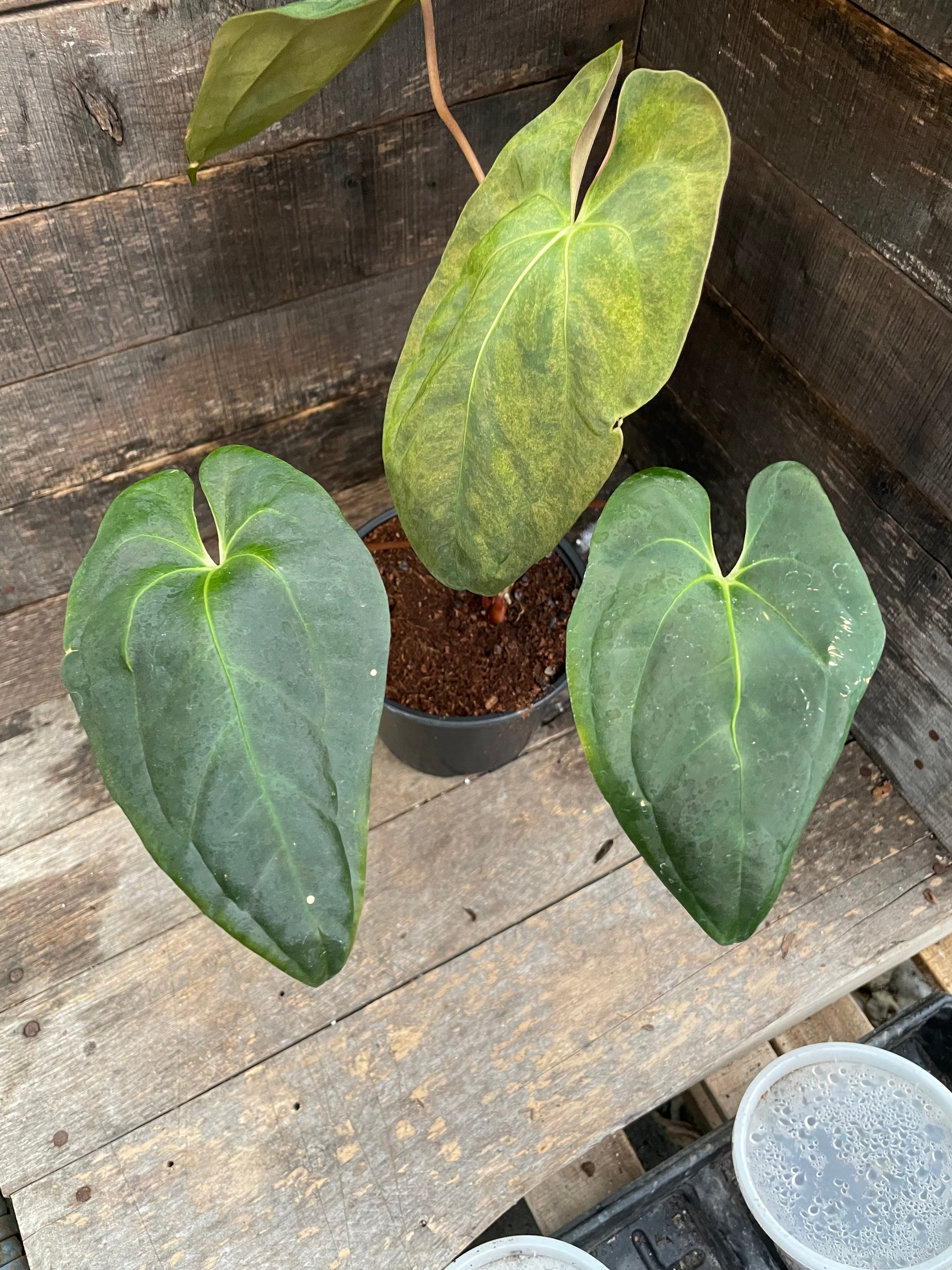 Anthurium Papillilaminum x Blue Papillilaminum Variegated – Wall