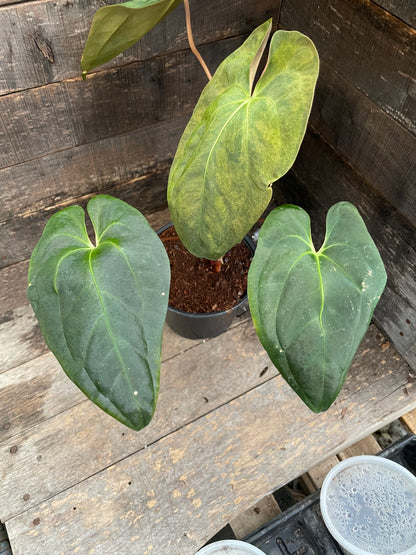Anthurium Papillilaminum x Blue Papillilaminum Variegated