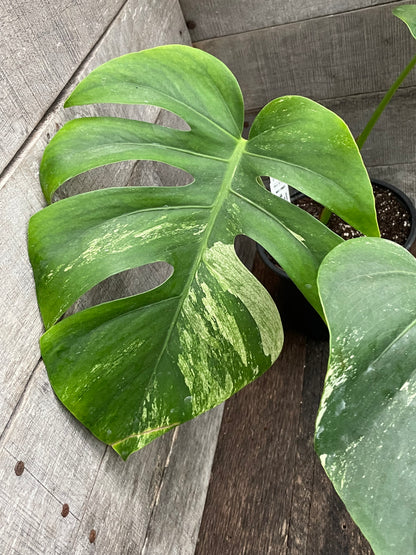 Monstera Deliciosa Mint Variegated AC09