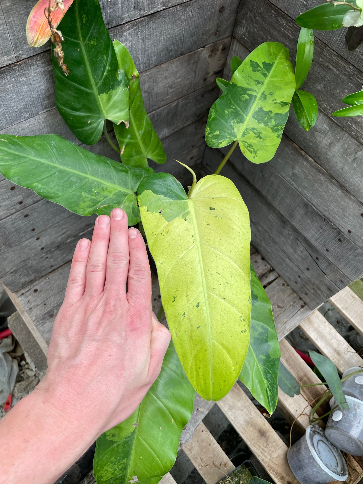 Philodendron Whipple Way AA11