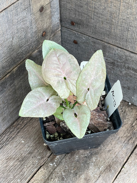 Syngonium Milk Confetti