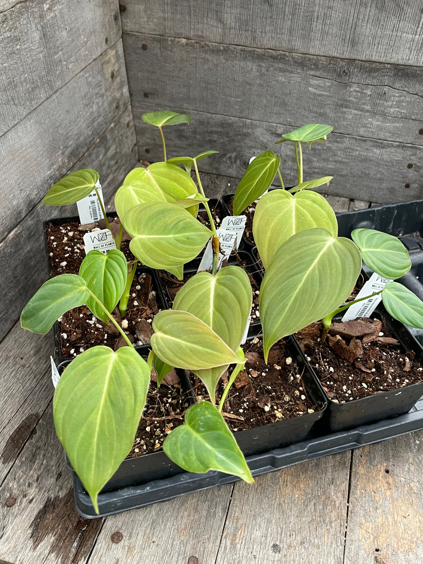 Philodendron Glorious