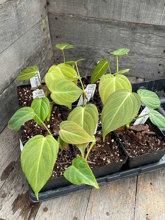 Philodendron Glorious