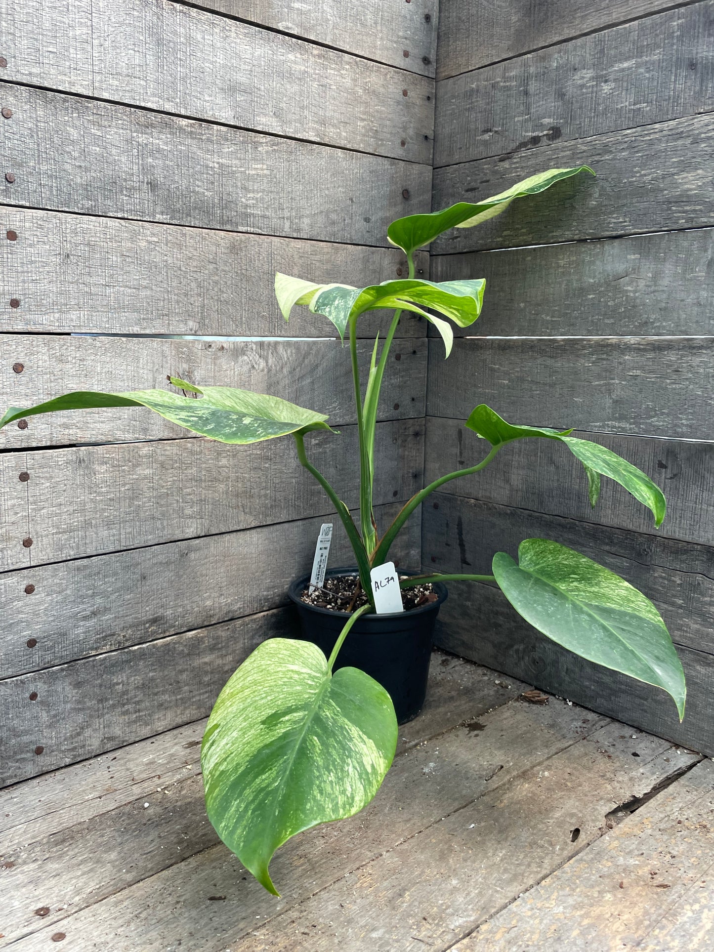 Monstera Deliciosa Mint Variegated AC79