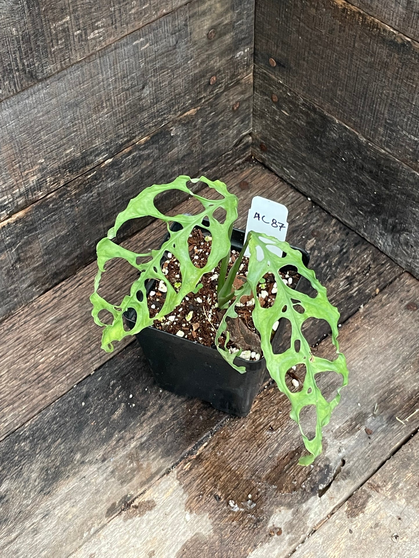 Monstera Oblique