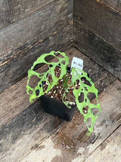 Monstera Oblique