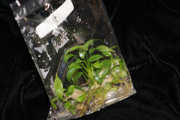 Philodendron Longilobatum Lelano Tissue Culture Pack