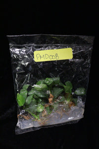 Philodendron McDowell Tissue Culture Pack