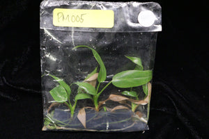 Philodendron Maximum Tissue Culture Pack