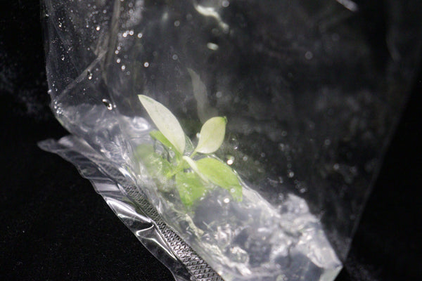 Philodendron Whipple Way Tissue Culture Pack