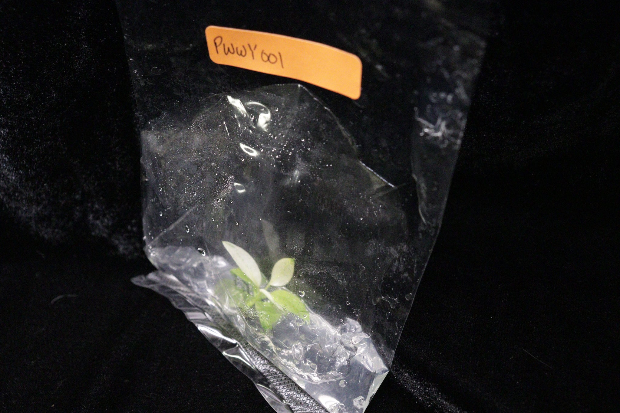 Philodendron Whipple Way Tissue Culture Pack