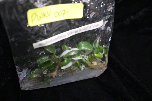 Philodendron White Knight Tissue Culture Pack