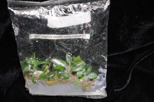 Philodendron White Knight Tissue Culture Pack