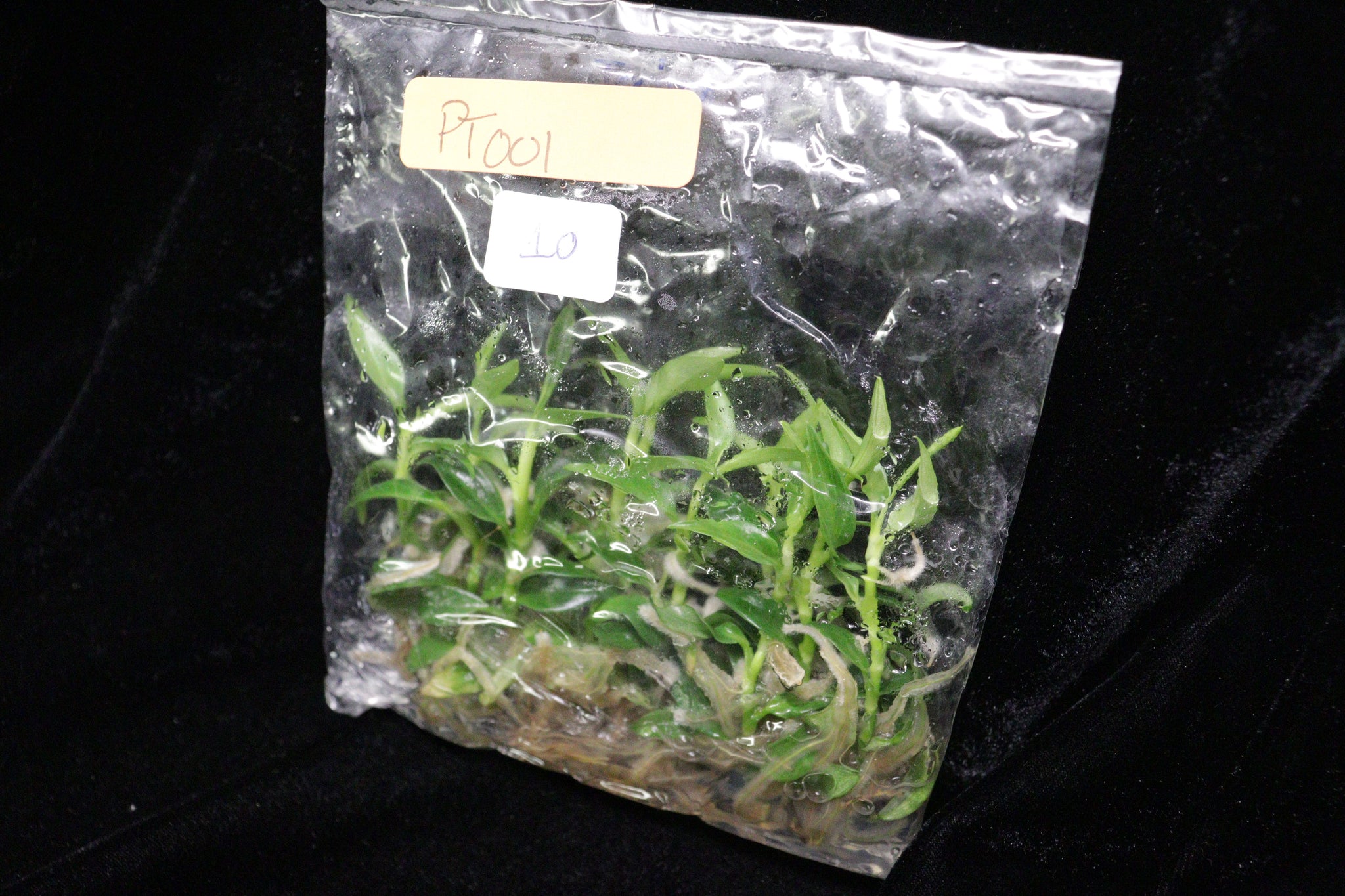 Philodendron Tortum Tissue Culture Pack