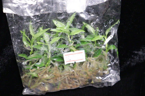 Philodendron Tortum Tissue Culture Pack