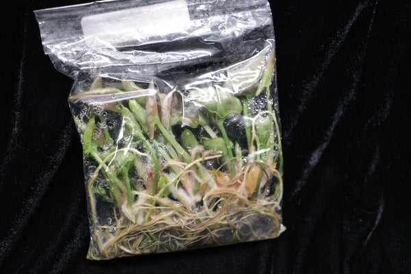 Syngonium Strawberry Ice Tissue Culture Pack