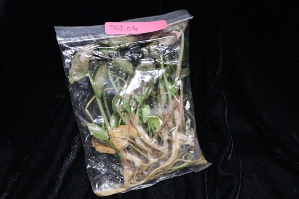 Syngonium Strawberry Ice Tissue Culture Pack