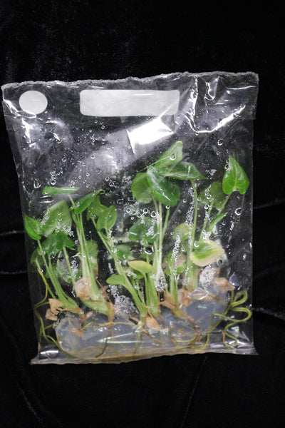Syngonium Red Spot Tri-Color Tissue Culture Pack