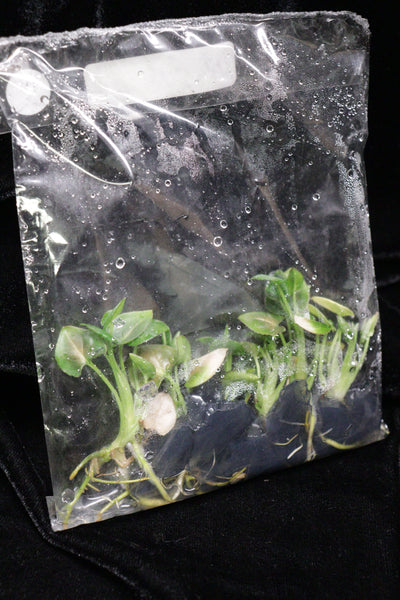 Syngonium Red Spot Tri-Color Tissue Culture Pack