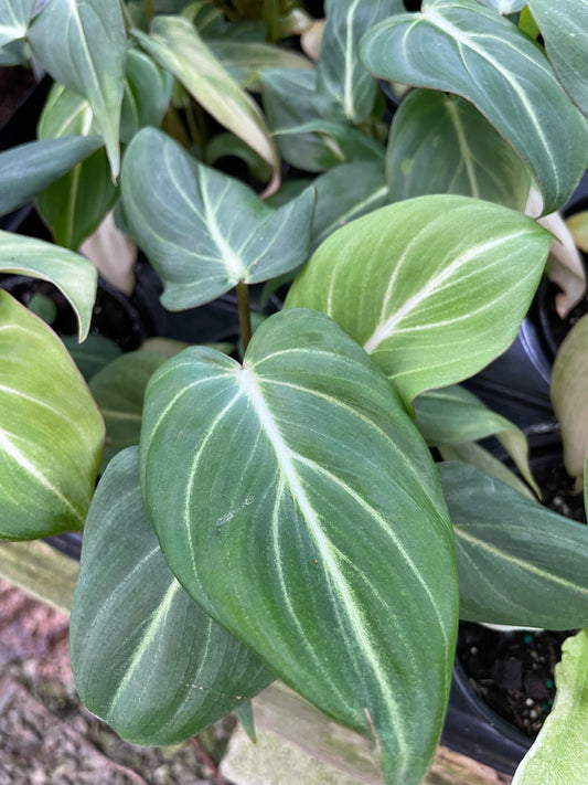Philodendron Gloriosum