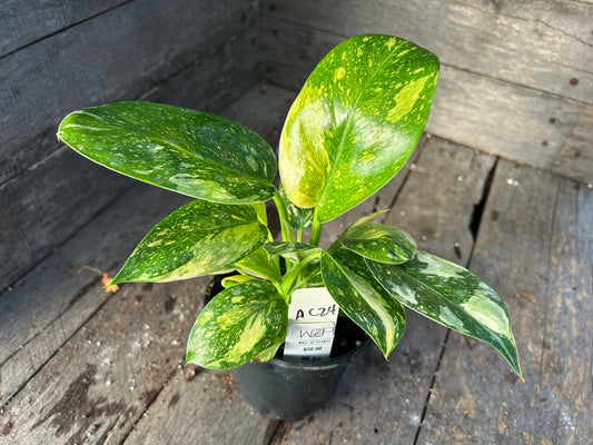 Philodendron Green Congo Nuclear