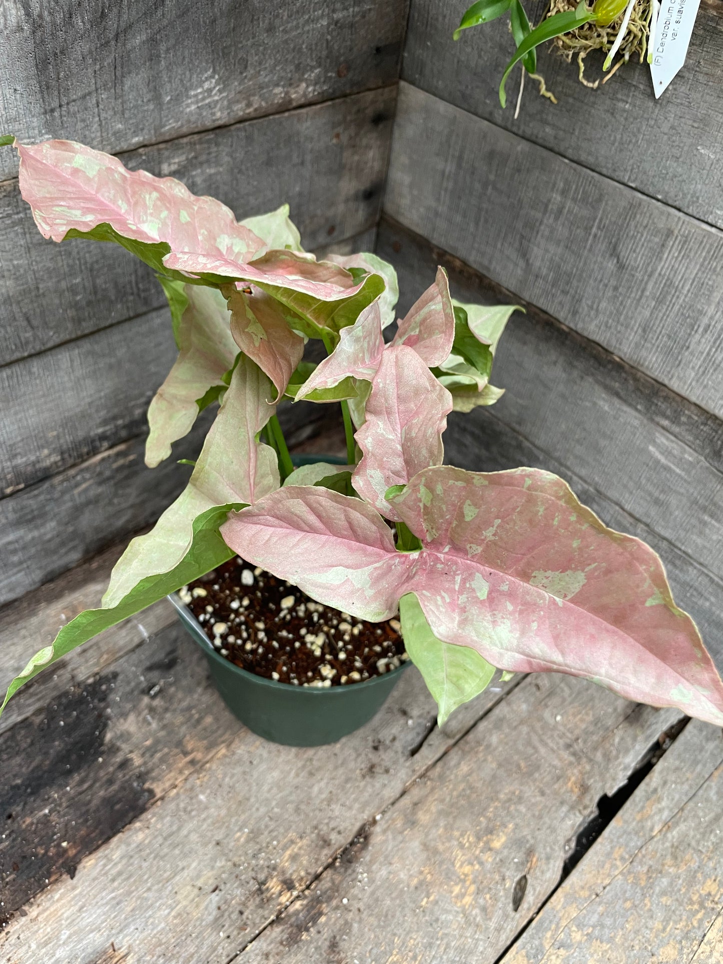 Syngonium Double Pink AA06