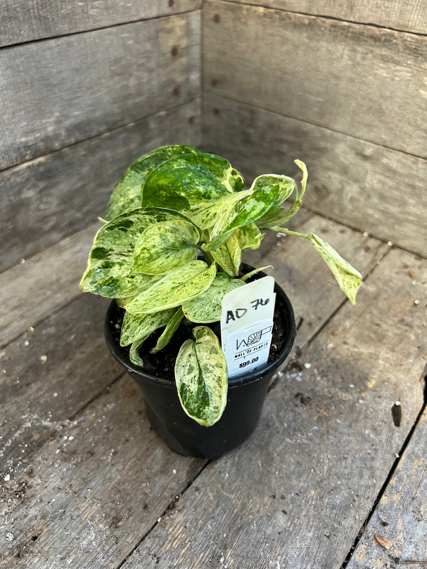 Scindapsus Marble Queen AD76