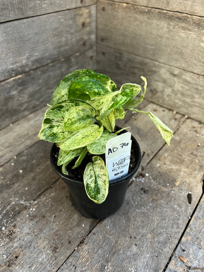 Scindapsus Marble Queen AD76
