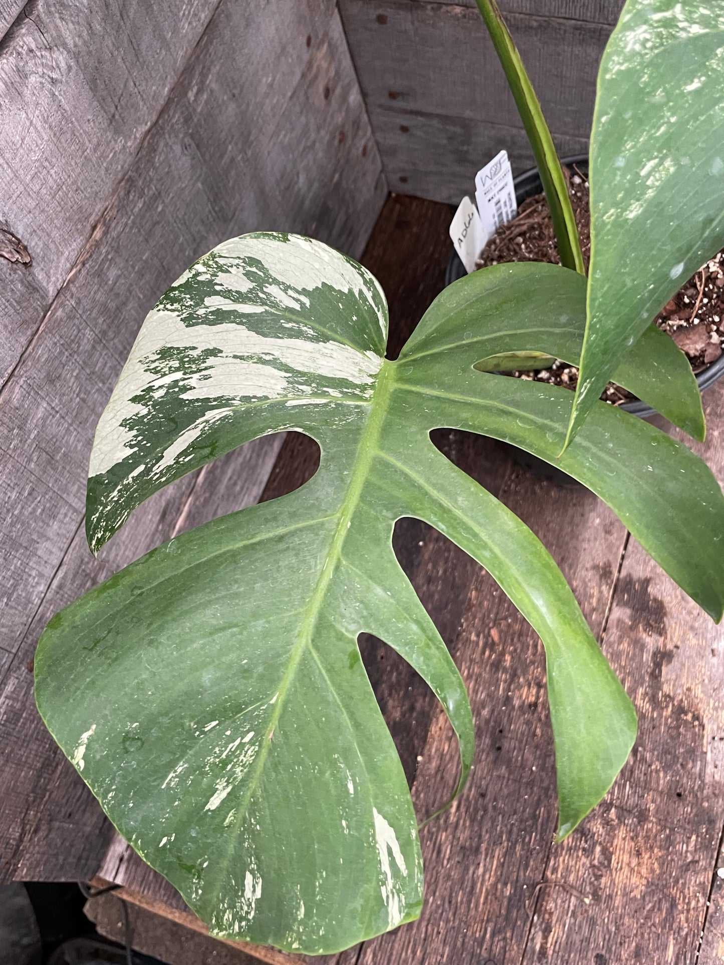 Monstera Deliciosa Mint Variegated AD66