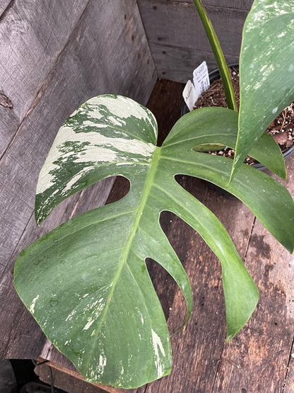 Monstera Deliciosa Mint Variegated AD66