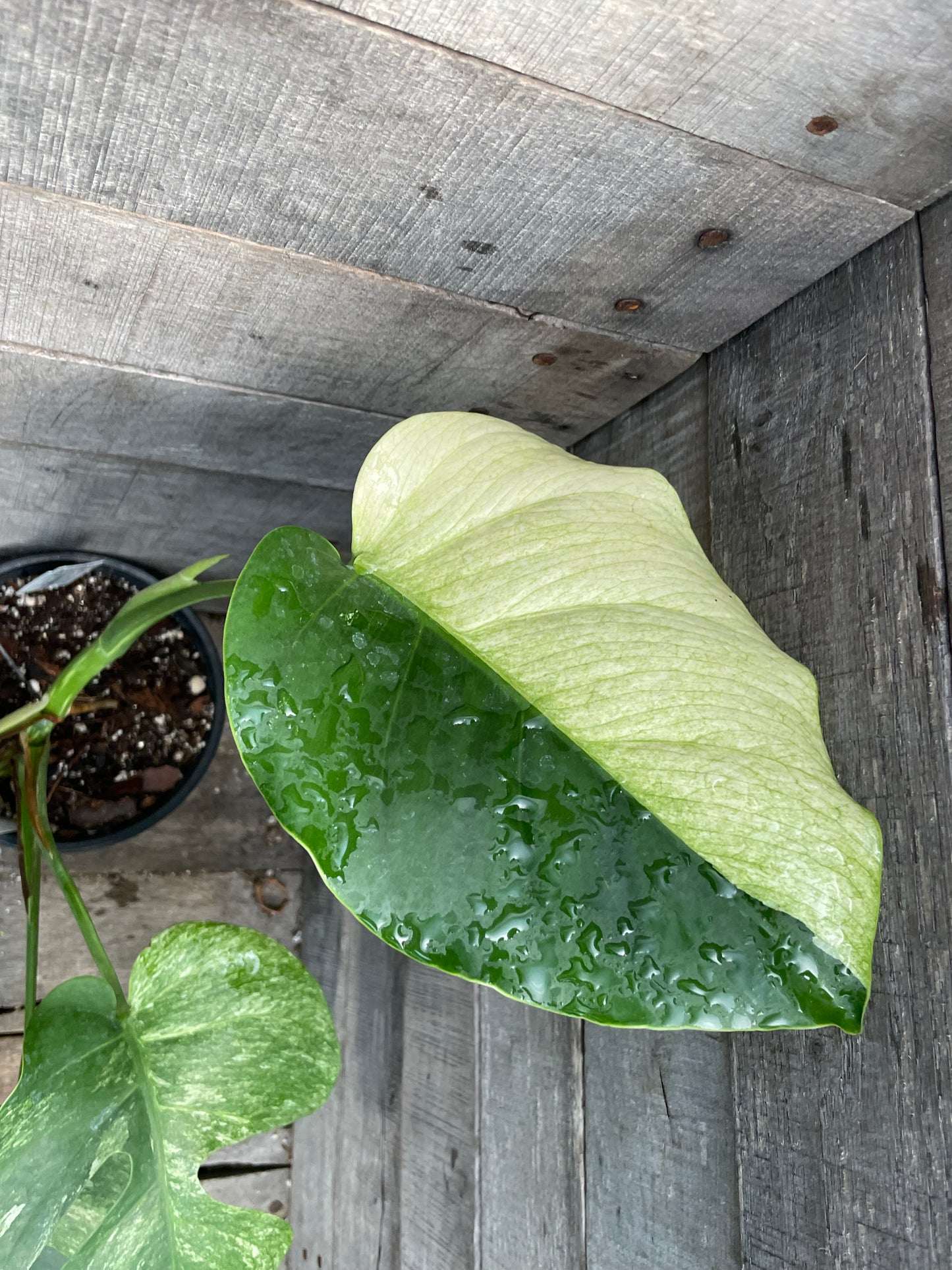 Monstera Deliciosa Mint Variegated AC79