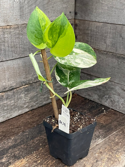 Scindapsus Jade Satin Variegated AC41