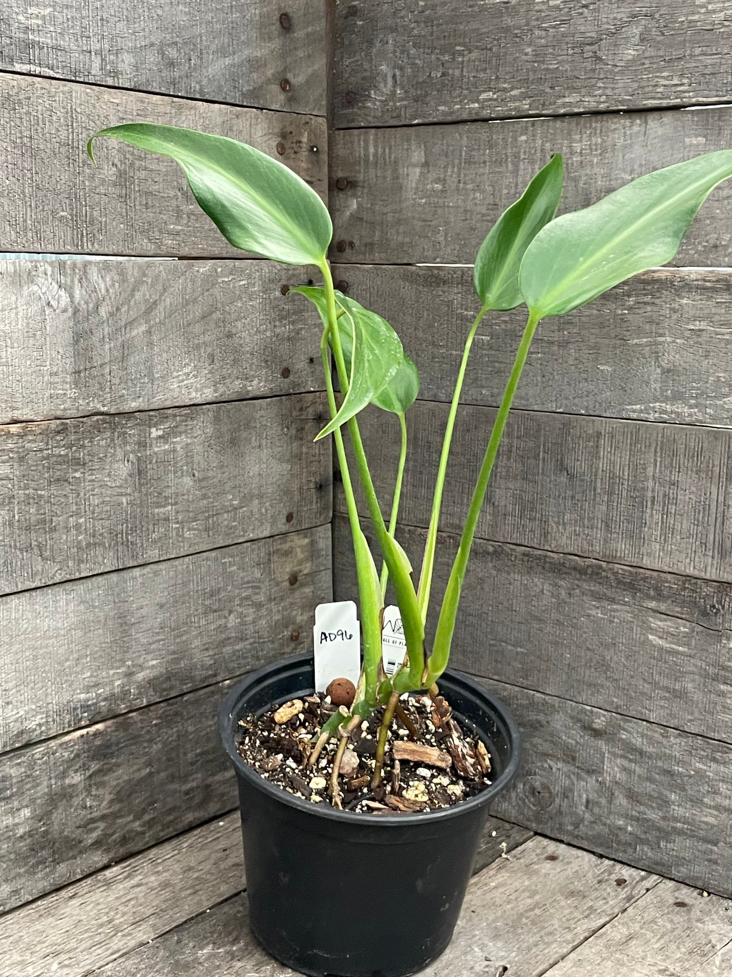 Monstera Burle Marx Flame AD96